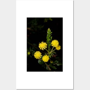 Hedge Wattle Posters and Art